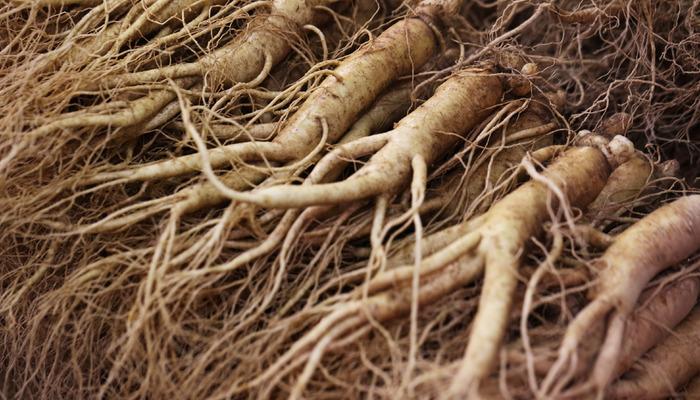 Ginseng nedir ve faydaları nelerdir?  Ginseng ne için kullanılır?