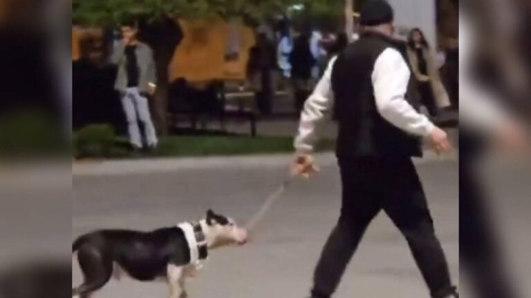 Ağızlıksız pitbullları olan diğer köpeklerde para cezası