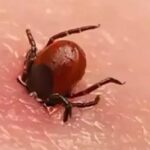 Tic Tac; Elden çekilmez, tırnaklar tarafından ezilmez! %100 kontaminasyon riski var! 4 kişi hayatını kaybetti: özellikler kendilerini vücuttaki bu bölgelere bağlıyor