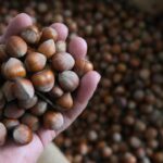 Hazelnut İhracatından 7 ayda 1,3 milyar dolar