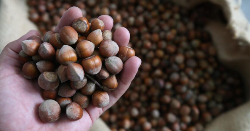 Hazelnut İhracatından 7 ayda 1,3 milyar dolar