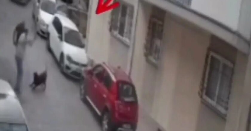 Şiddet anları görüldü: Köpek kemere bir kemerle vurdu – Türkiye’nin haberlerini kırıyor