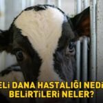 Deli dana hastalığı nasıl bulaşır? Ankara’nın ardından Bolu da ortaya çıktı! Deli dana hastalığı nedir ve belirtileri nelerdir?